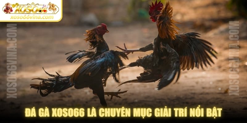 Đá Gà XOSO66 VINA Uy Tín - Đa Dạng Kèo Cược Để Chơi - XOVN.WEBSITE