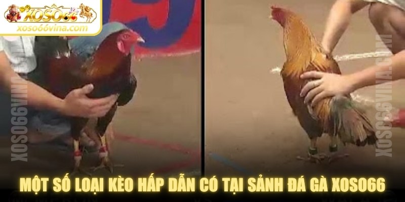 Đá Gà XOSO66 VINA Uy Tín - Đa Dạng Kèo Cược Để Chơi - XOVN.WEBSITE