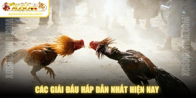 Đá Gà XOSO66 VINA Uy Tín - Đa Dạng Kèo Cược Để Chơi - XOVN.WEBSITE