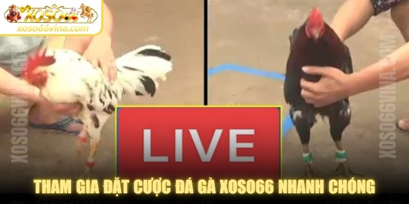 Đá Gà XOSO66 VINA Uy Tín - Đa Dạng Kèo Cược Để Chơi - XOVN.WEBSITE